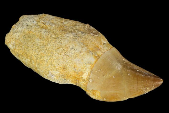Fossil Rooted Mosasaur Tooth - Morocco #116930